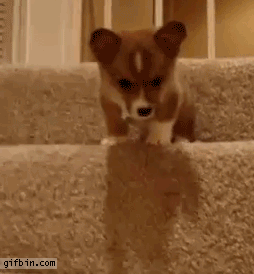 1285687334_puppy-vs-stairs